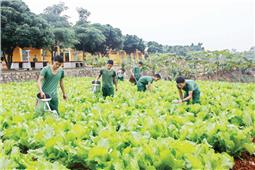 Tích cực tăng gia sản xuất  bảo đảm rau xanh thời điểm giao mùa